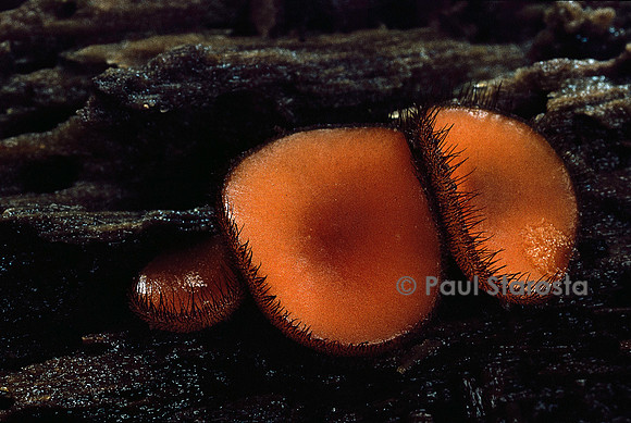 Scutellinia scutellata (pézize en bouclier)
