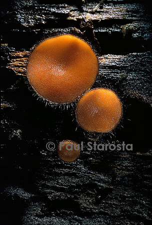 Scutellinia scutellata (pézize en bouclier)