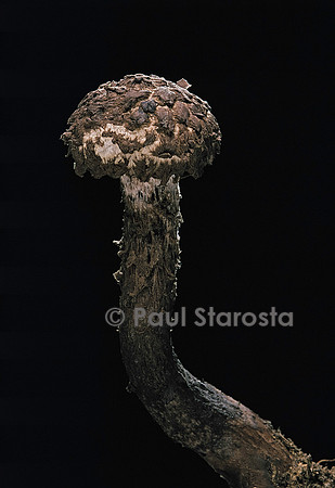 Strobilomyces strobilaceus (bolet pomme de pin)