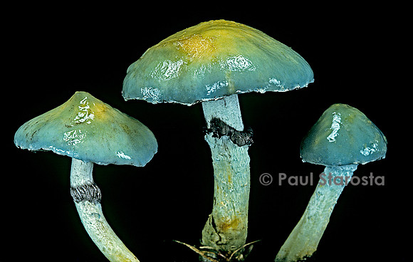 Stropharia aeruginosa (strophaire)