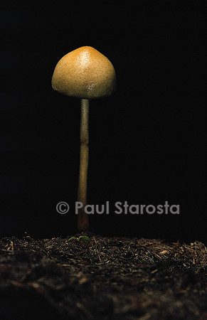 Stropharia semiglobata (strophaire hémisphérique)