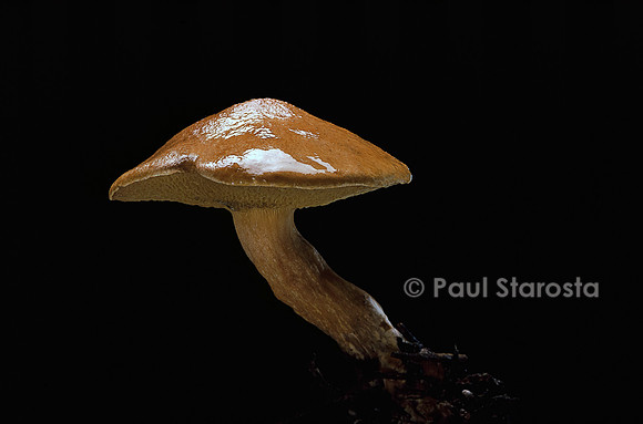 Suillus bovinus (bolet des bouviers)