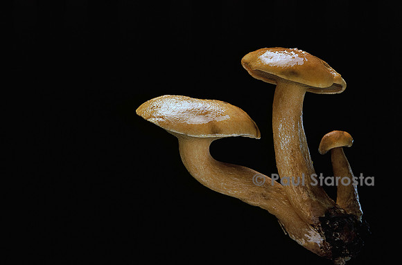 Suillus bovinus (bolet des bouviers)