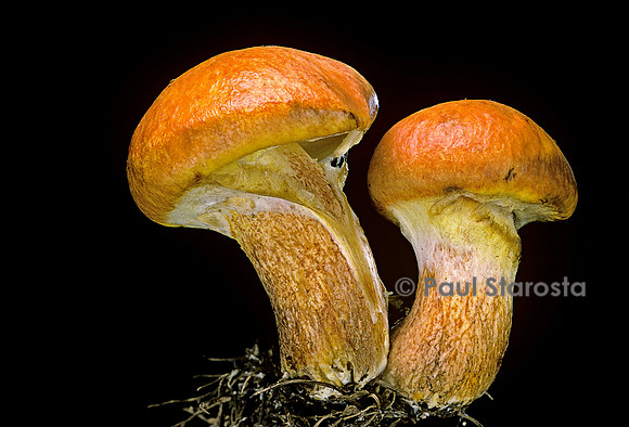 Suillus grevillei (bolet élégant)