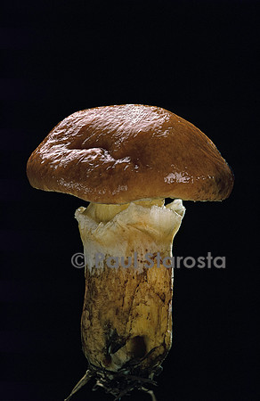 Suillus grevillei (bolet)