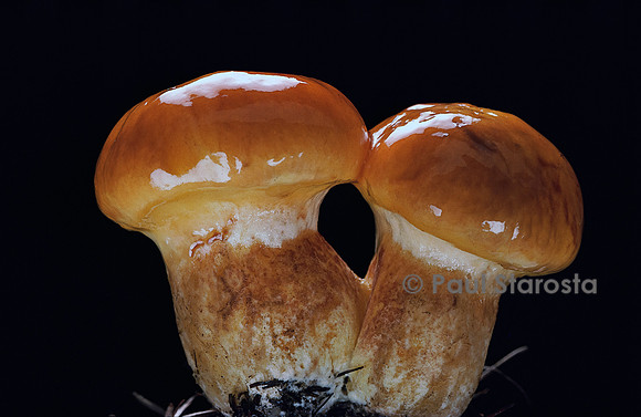 Suillus grevillei (bolet)