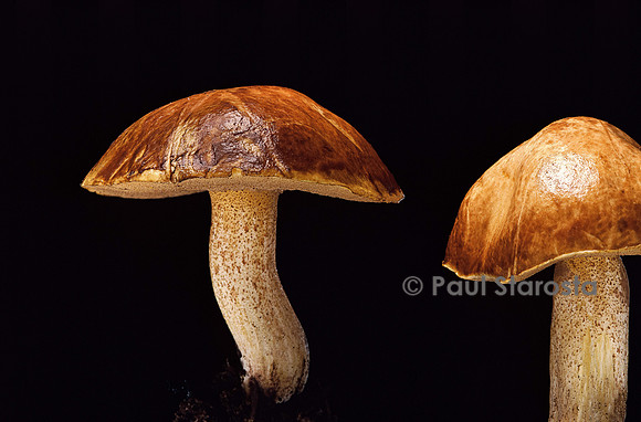 Suillus mediterraneensis (bolet)