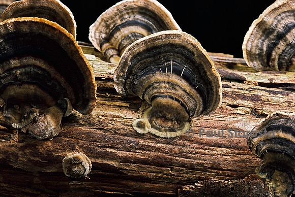 Trametes versicolor