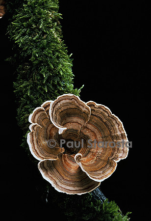 Trametes versicolor
