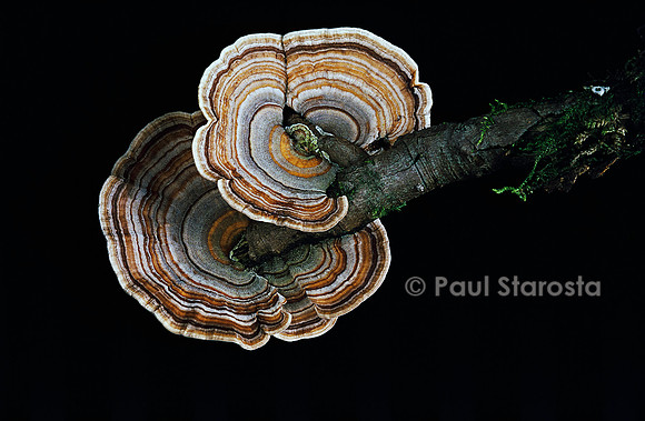 Trametes versicolor