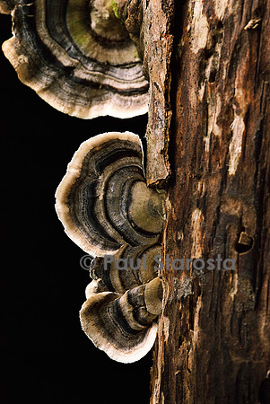 Trametes versicolor