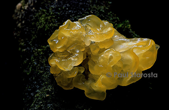 Tremella mesenterica (trémelle mésentérique)