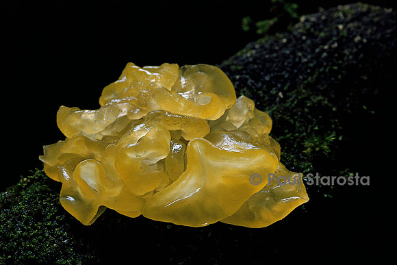 Tremella mesenterica (trémelle mésentérique)