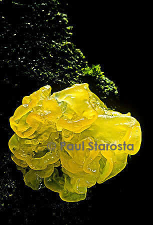 Tremella mesenterica (trémelle mésentérique)