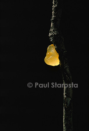 Tremella mesenterica (trémelle mésentérique)