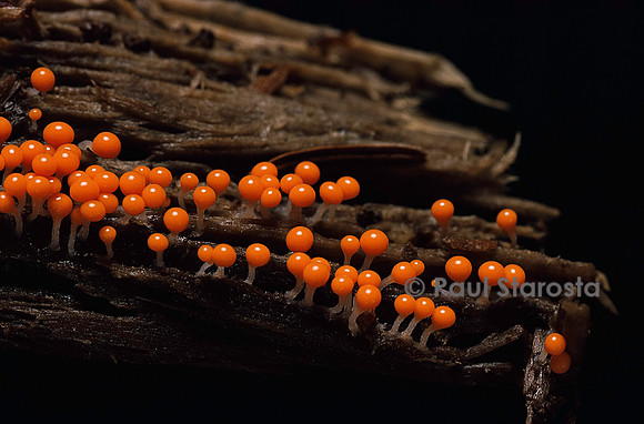 Trichia decipiens