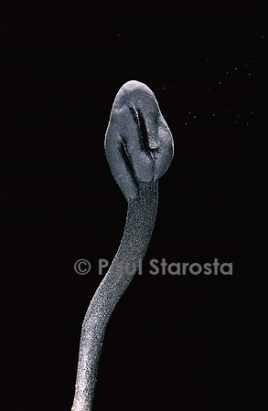 Trichoglossum hirsutum
