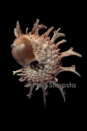 Angaria delphinus