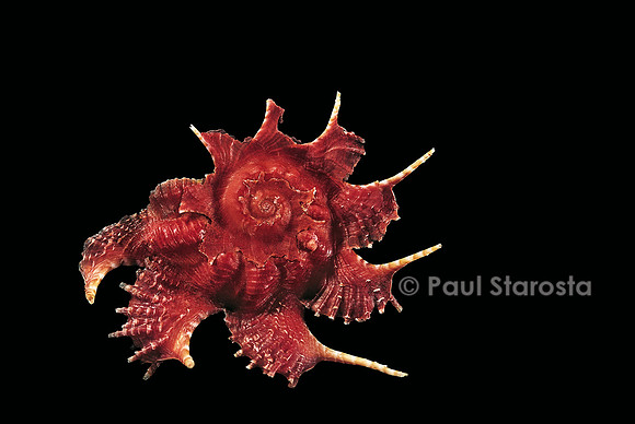 Angaria delphinus