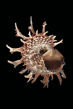 Angaria delphinus