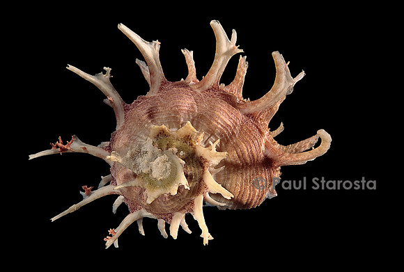 Angaria delphinus