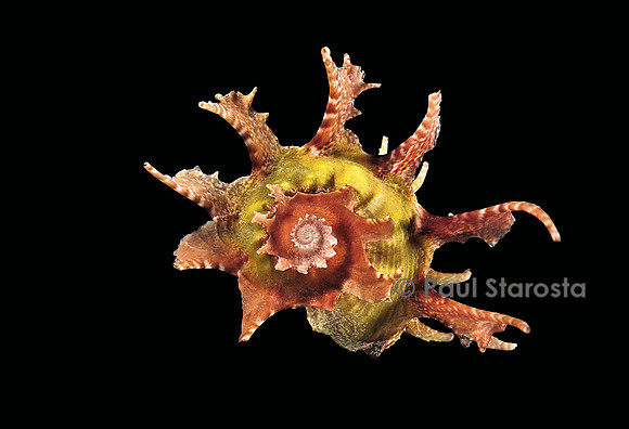 Angaria delphinus