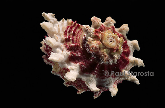 Angaria sphaerula