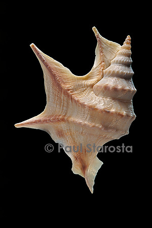Aporrhais pespelicanis