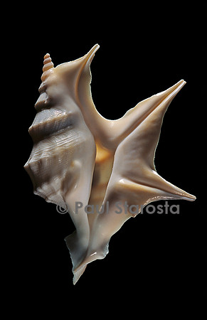 Aporrhais pespelicanis