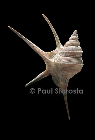 Aporrhais serresianus