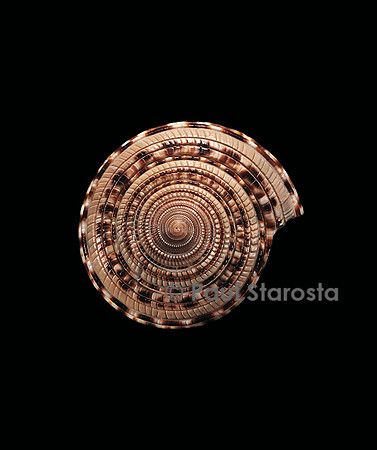 Architectonica maxima