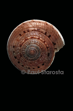 Architectonica nobilis