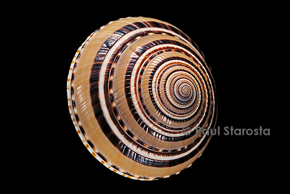 Architectonica perspectiva