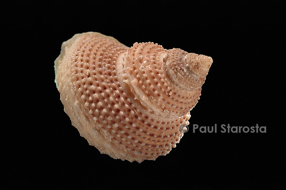 Astalium bathyraphe