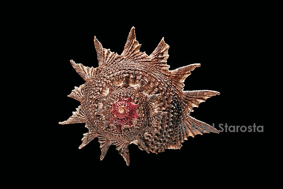 Astraea heliotropium