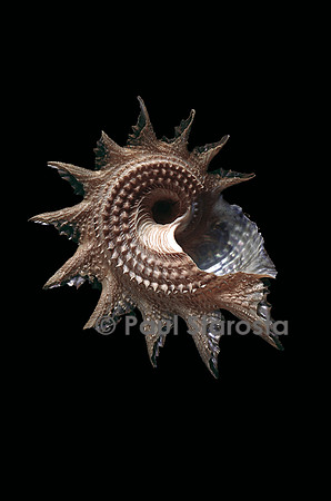Astraea heliotropium