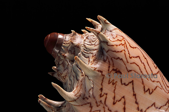 Cymbiola imperialis