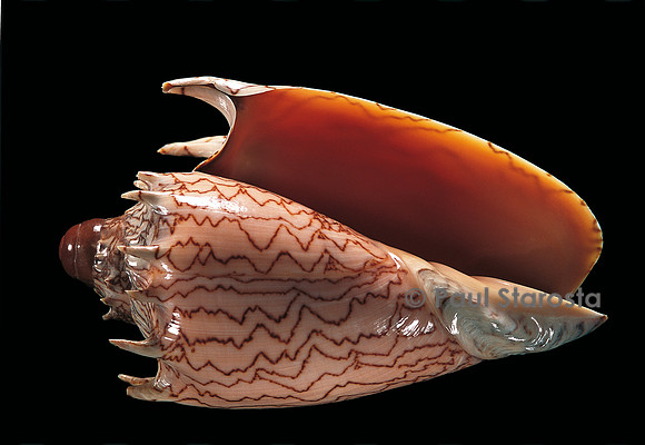 Cymbiola imperialis