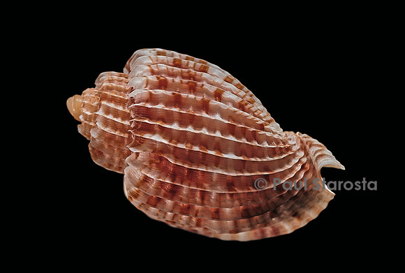 Austroharpa loisae
