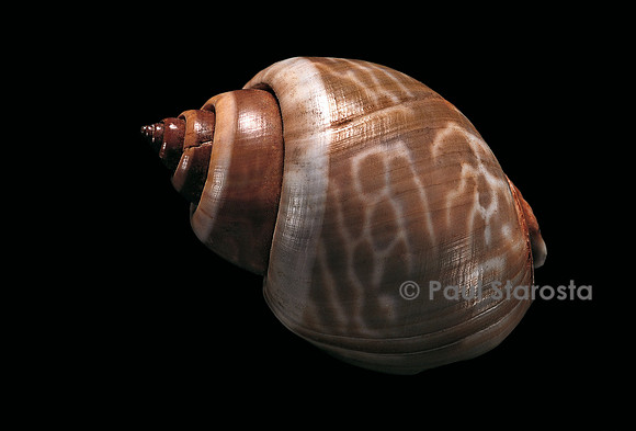 Babylonia ambulacrum
