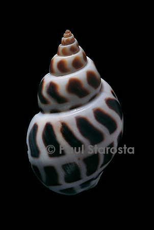 Babylonia areolata