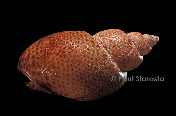 Babylonia papillaris