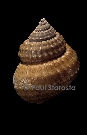 Bathybembix bairdii