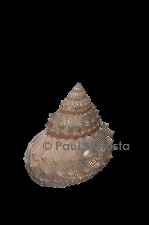 Bathybembix crumpii