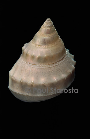Bathybembix crumpii