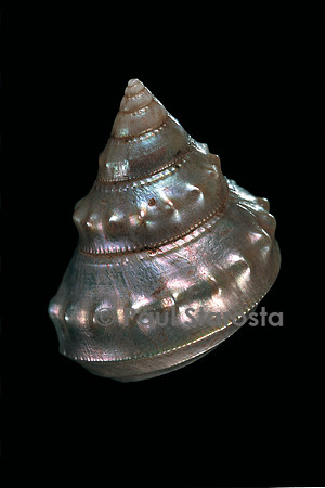 Bathybembix crumpii