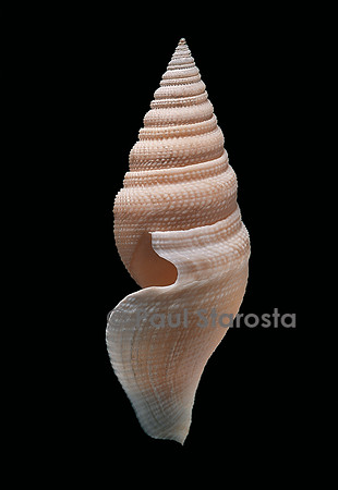 Bathytoma lühdorfi