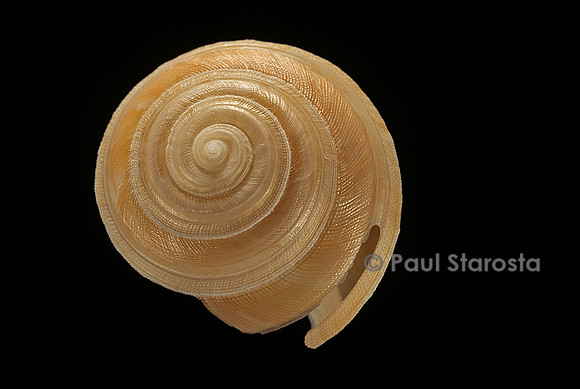 Bayerotrochus midas