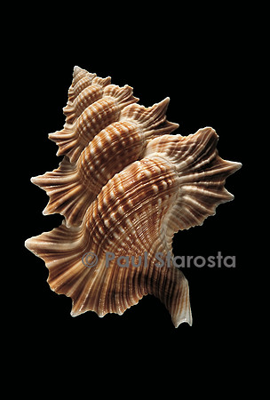 Biplex perca