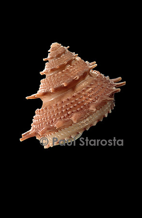 Bolma bartschi
